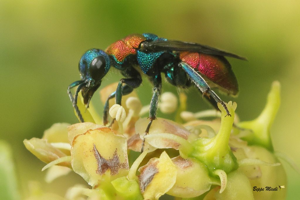 Chrysis sp., no, Hedychrum cfr. nobile